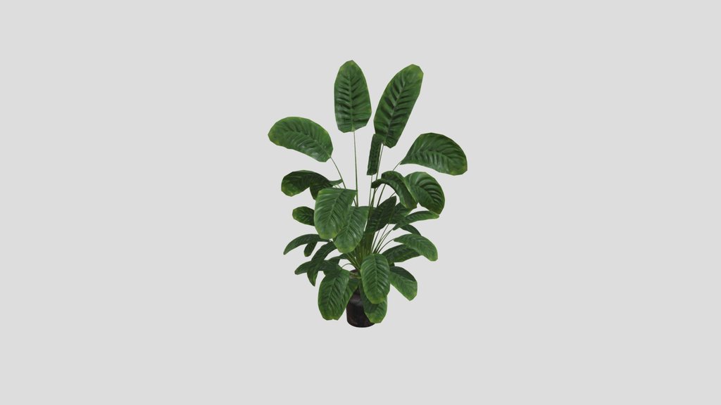 Sj Monstera 06