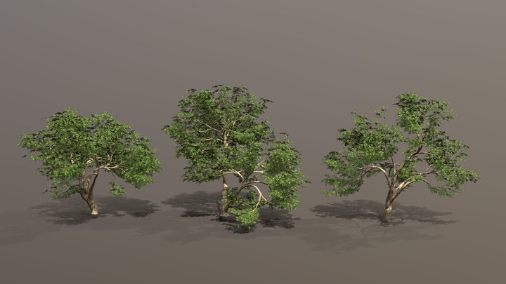 Mighty Oak Trees 3D Model