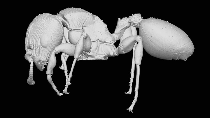 Terataner piceus Menozzi, 1942 3D Model