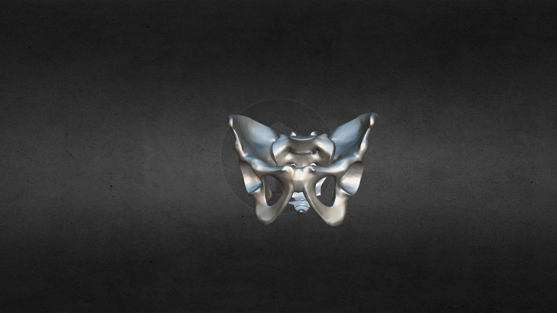 Pelvic 3D Model
