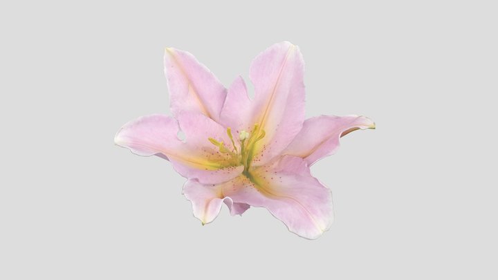 Lily Blossom 3D Model