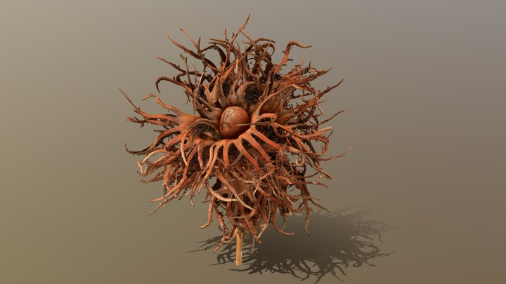 Hazelnut branch 3D Model