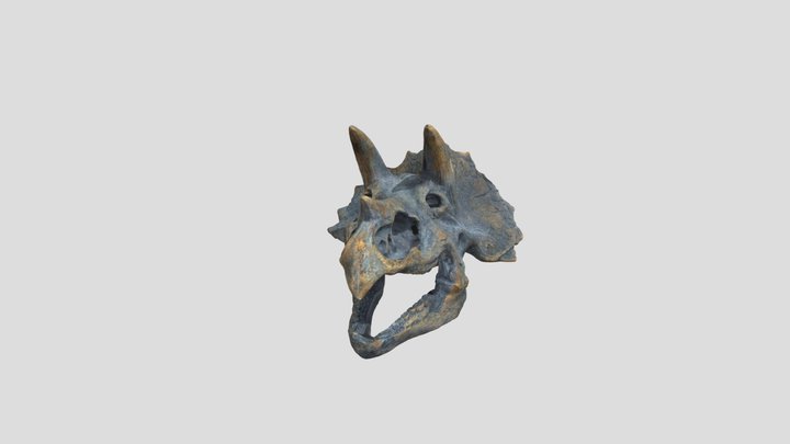 Triceratops head 3D Model