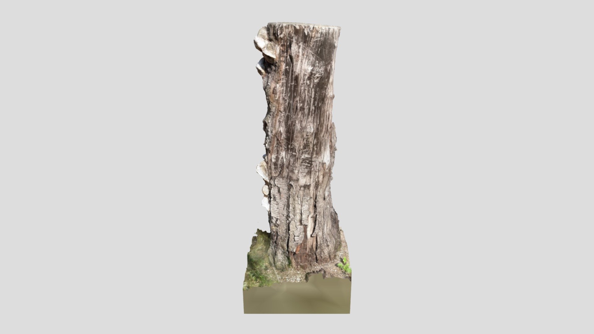 Pień - Trunk - Download Free 3D model by qbaplacek123 [4f77a93] - Sketchfab
