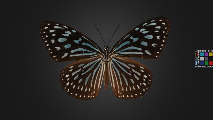 CC0 リュウキュウアサギマダラ 🦋 Ceylon Blue Glassy Tiger