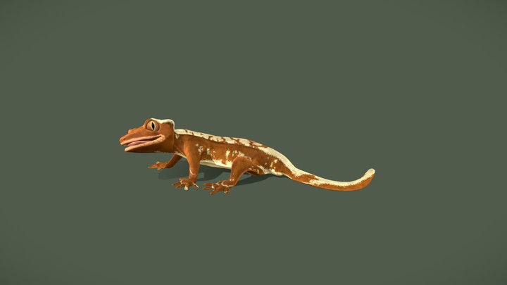 Crested Gecko 3D Model