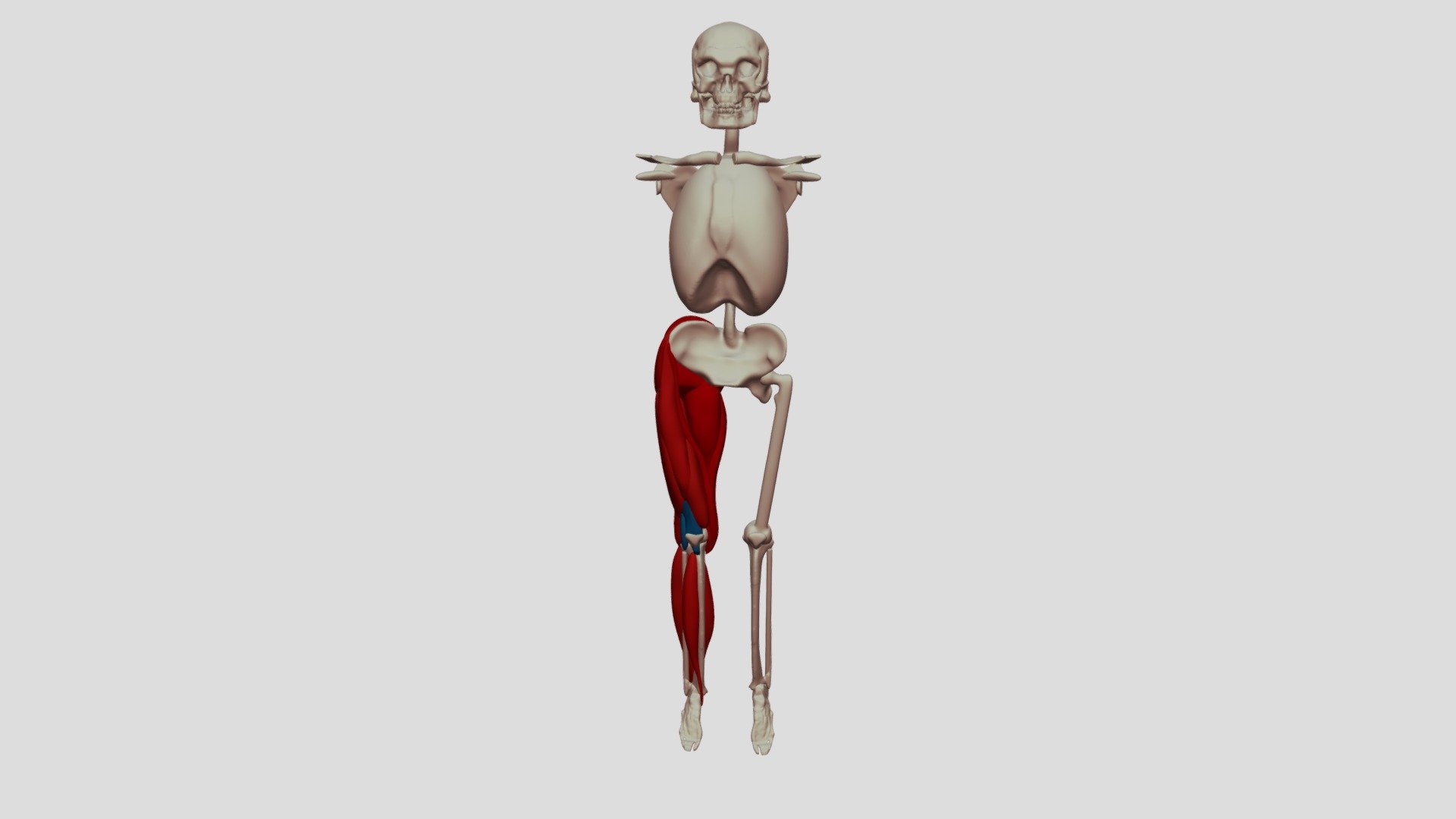 muscles v — Sketchfab embed 3D viewer