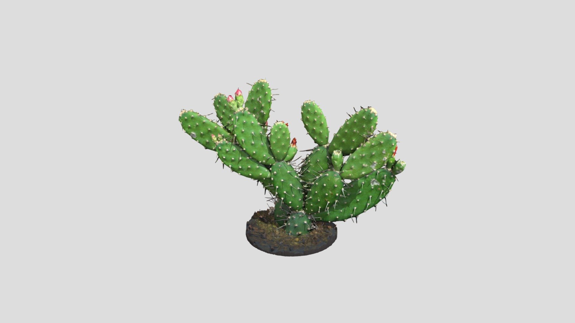 Pear_cactus (Credits:Lassi Kaukonen) - 3D model by wrpsict [4f82525 ...