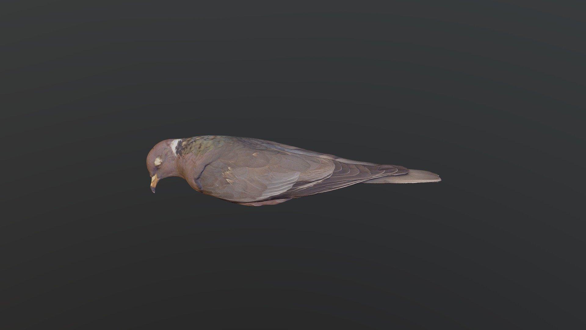 Band-tailed Pigeon - Columba fasciata
