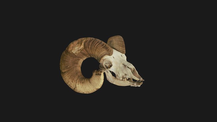 Mountain Sheep 3D Model