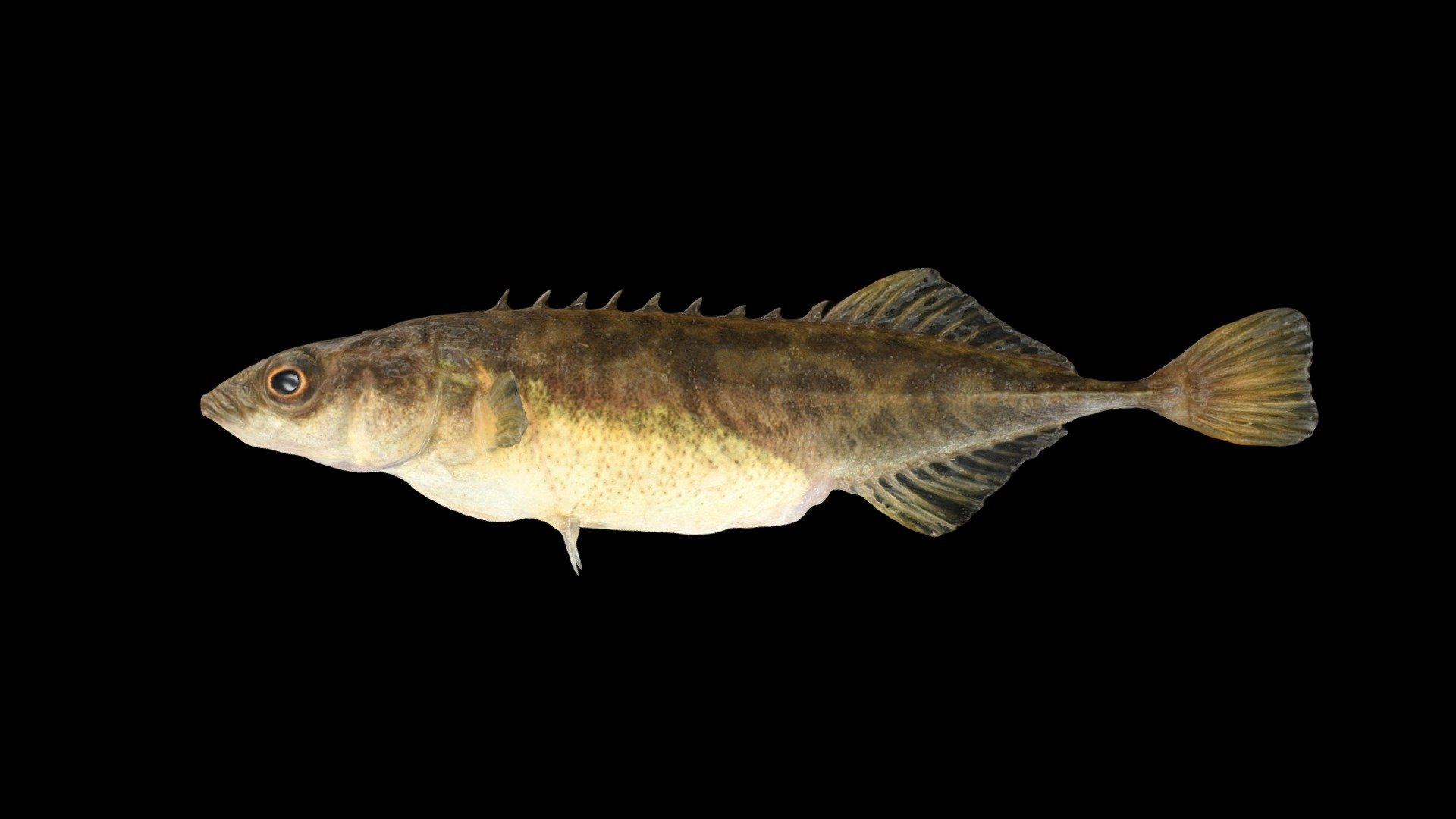 エゾトミヨ ♀ Ezo Stickleback, Pungitius tymensis