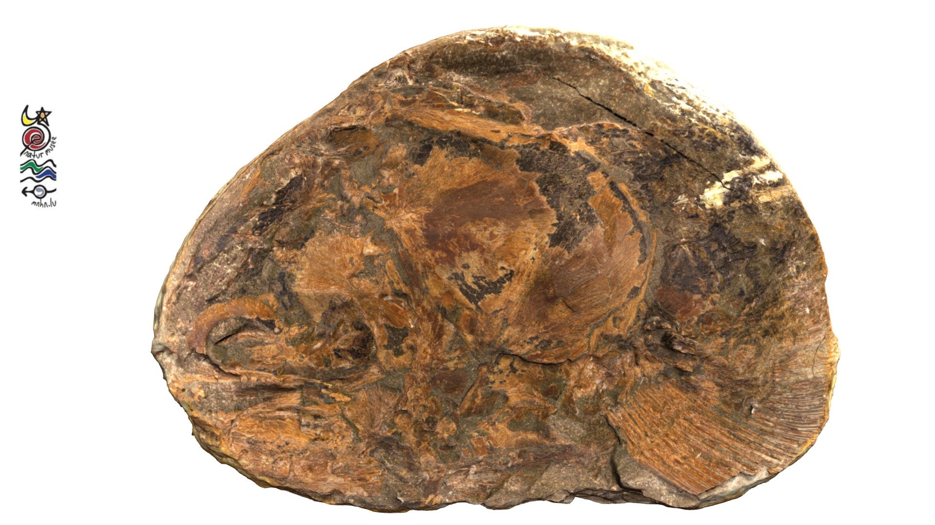 Saurostomus TU987b