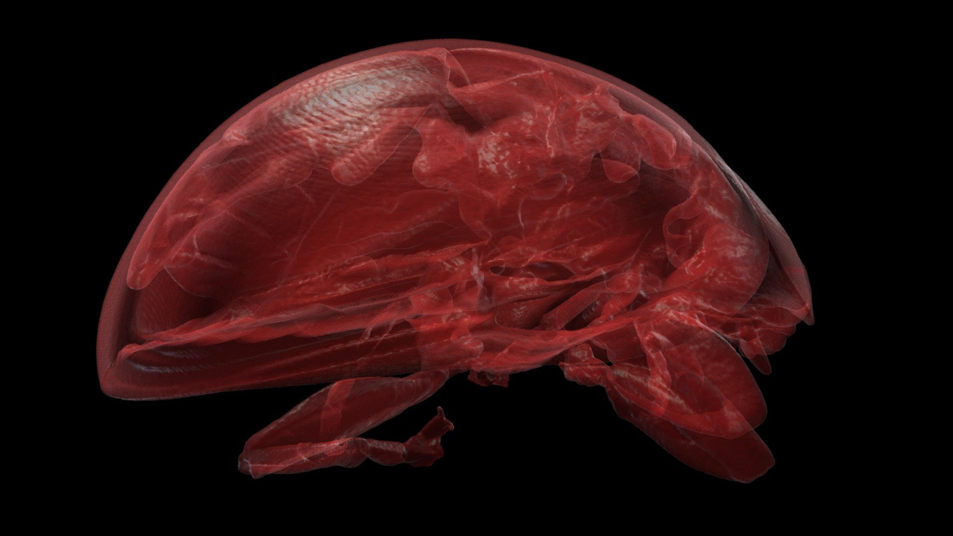 Ladybug - Coccinellidae - CT Scan - Download Free 3D model by ...