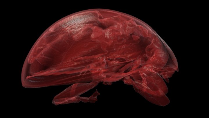 Ladybug - Coccinellidae - CT Scan · 3D model preview