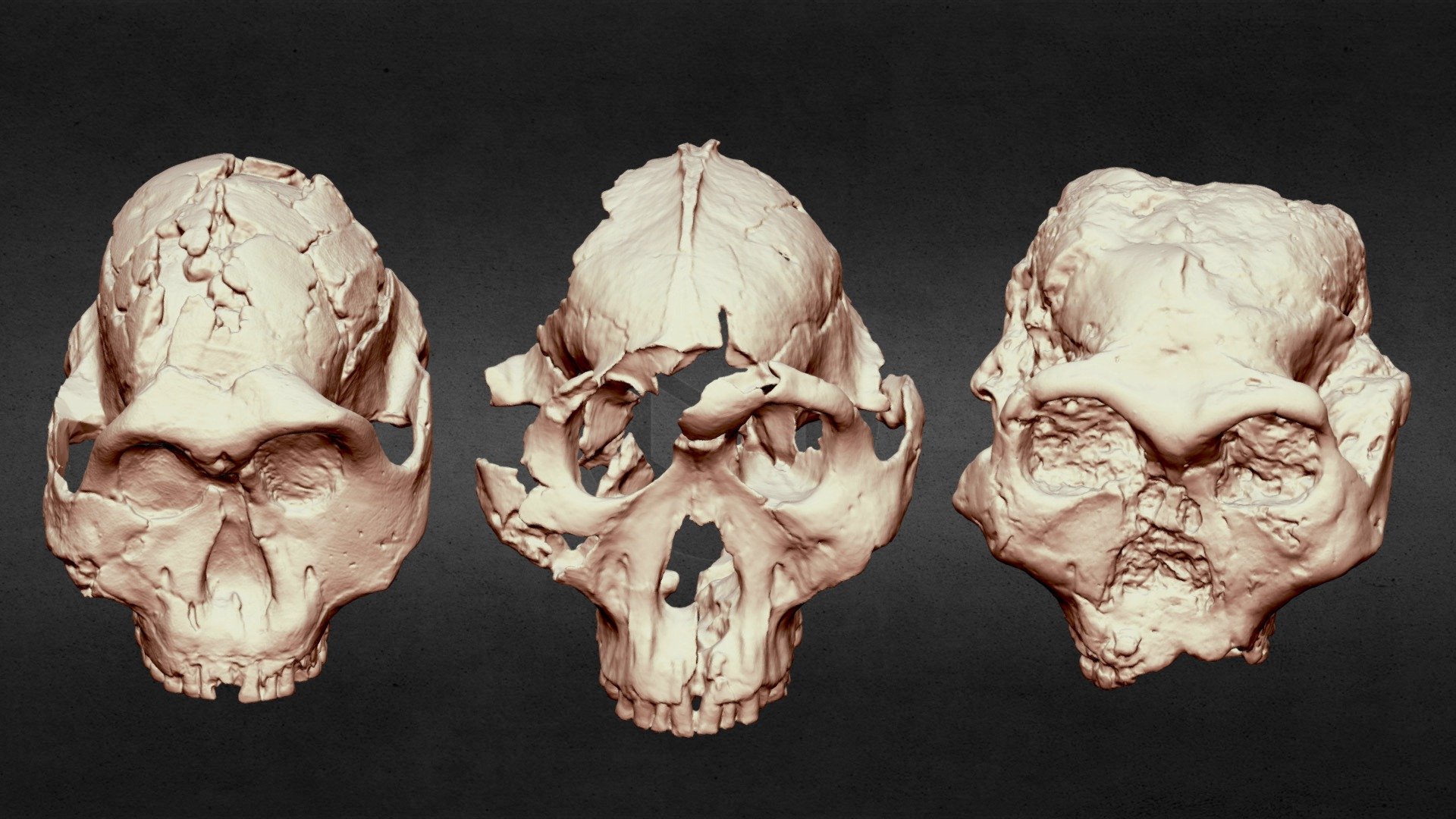 Paranthropus Robustus Comparison — Sketchfab embed 3D viewer