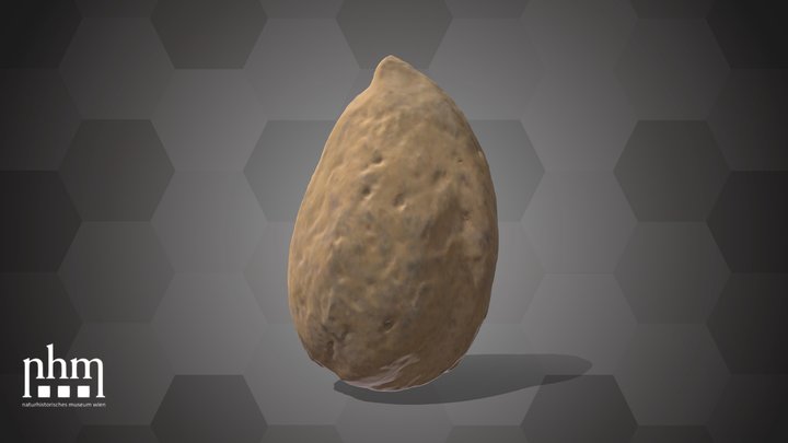 Apricot Seed (NHMW-AFW-DING-0046-066) – Modello 3D gratuito STL
