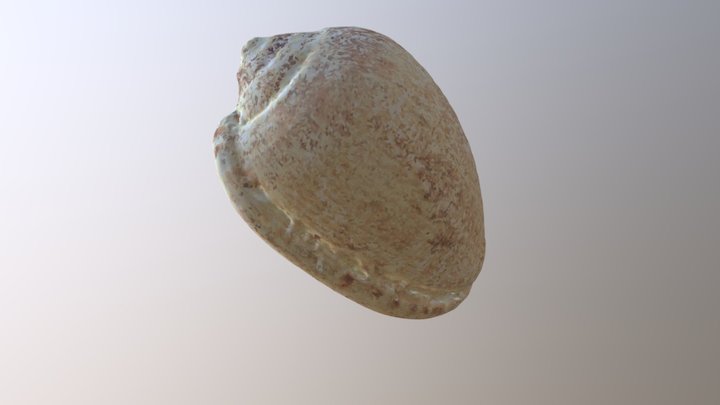 Cowrie Shell (VCU_3D_2509)