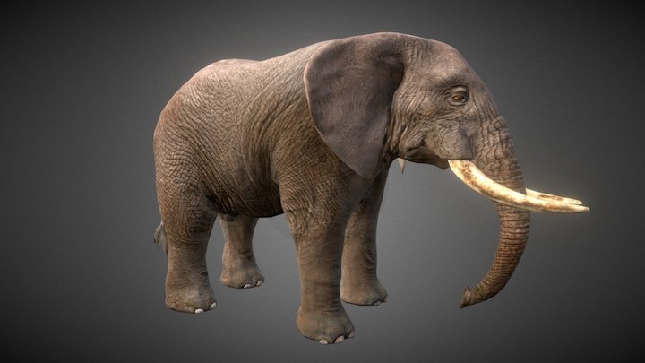 Lowpoly African Elephant 3D Model