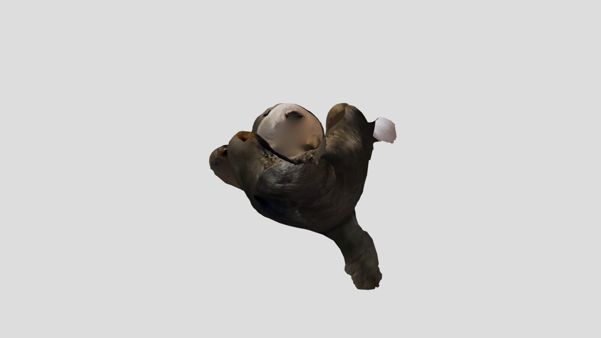 daiko