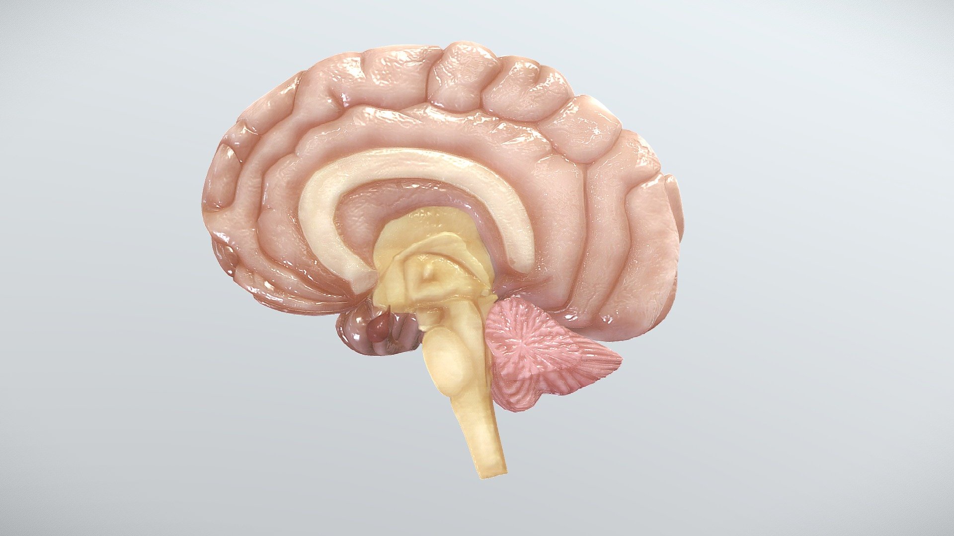 Cerebro Corte Sagital D Model By Udd Centro De Innovaci N Docente F F Sketchfab