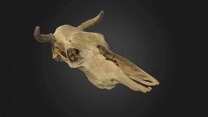 Cráneo de vaca. 3D Model