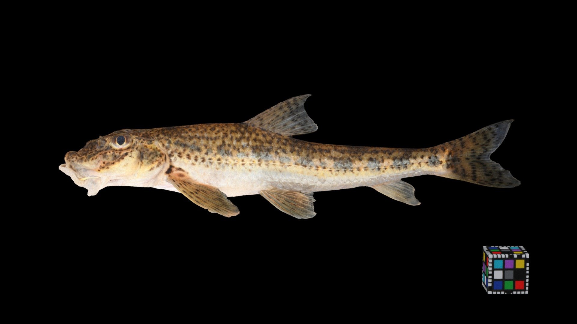スナゴカマツカ ♀ Pike Gudgeon, Pseudogobio polystictus