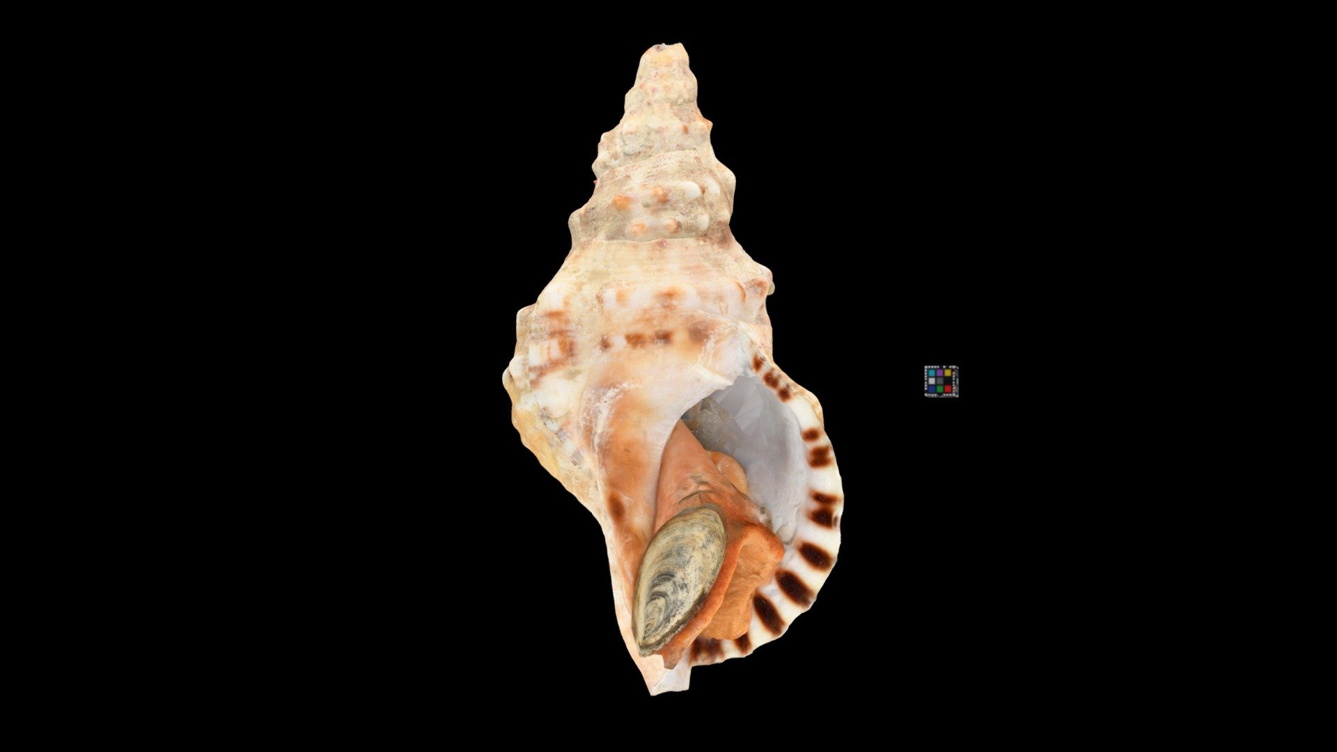ナンカイボラ Trumpet Shell, Charonia lampas