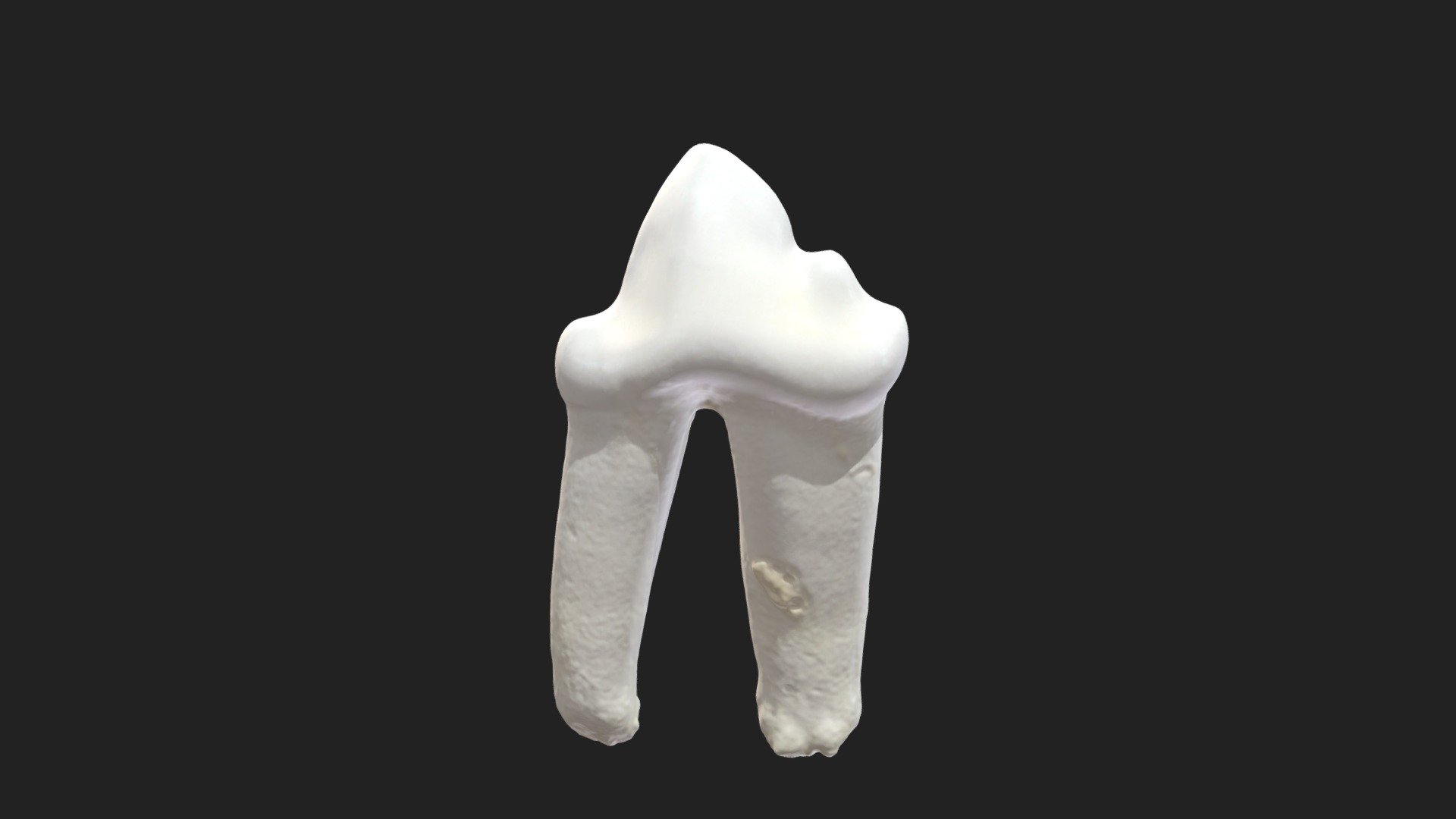 2nd cheek tooth (4th premolar) cat (lower jaw) - Download Free 3D model ...