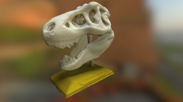 T-Rex Skull 3D Model