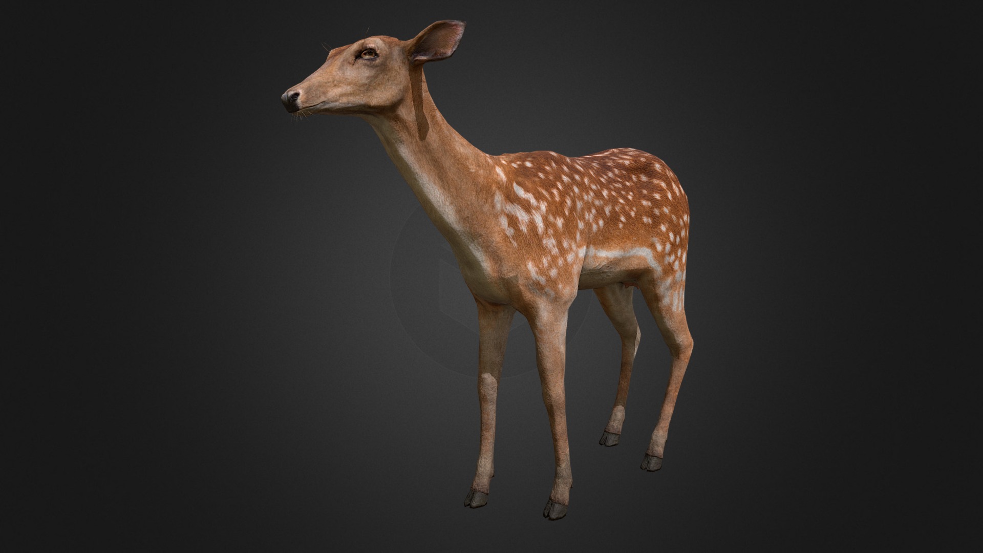 3D model Deer Doe - This is a 3D model of the Deer Doe. The 3D model is about a deer with a black background.