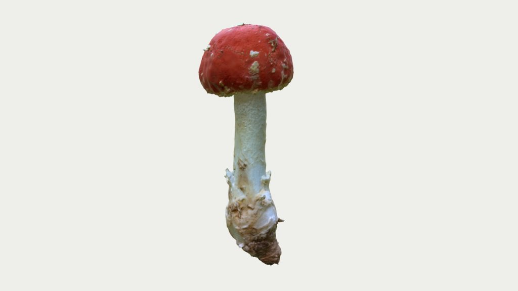 Fly Agaric 02 jung
