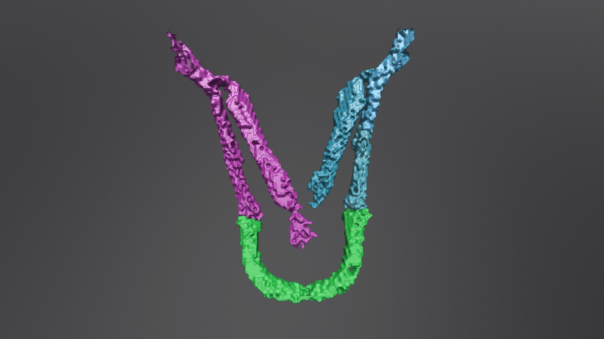 Zebrafish Jaw Wildtype