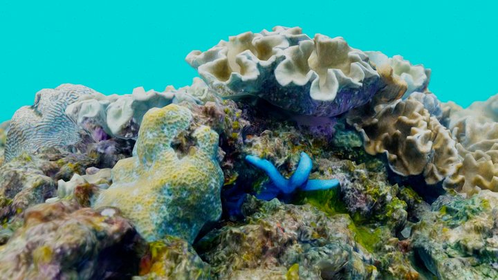 Starfish & Sarcophyton - #AgisoftNatureChallenge 3D Model
