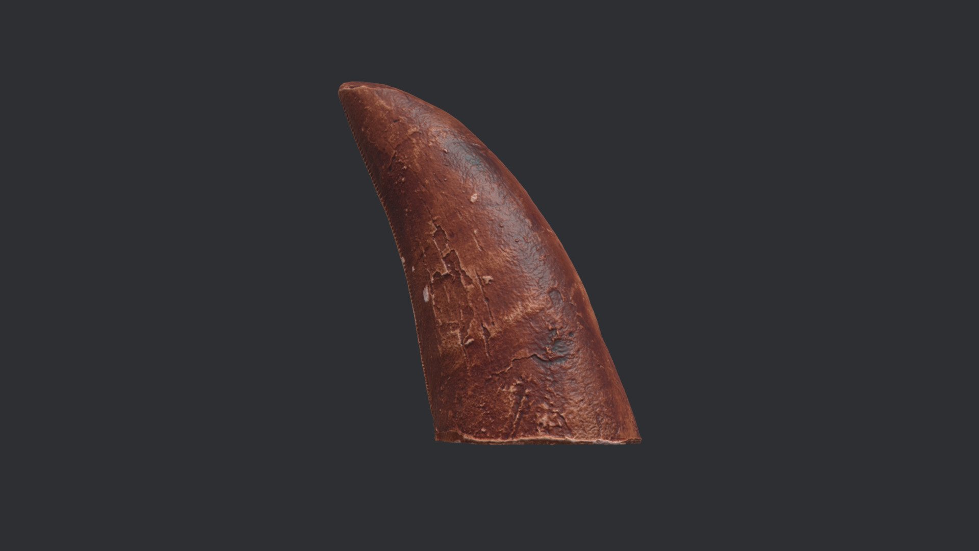 Replica Dinosaur Tooth