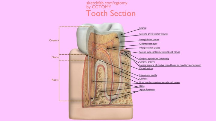 Tooth Section 3D Model