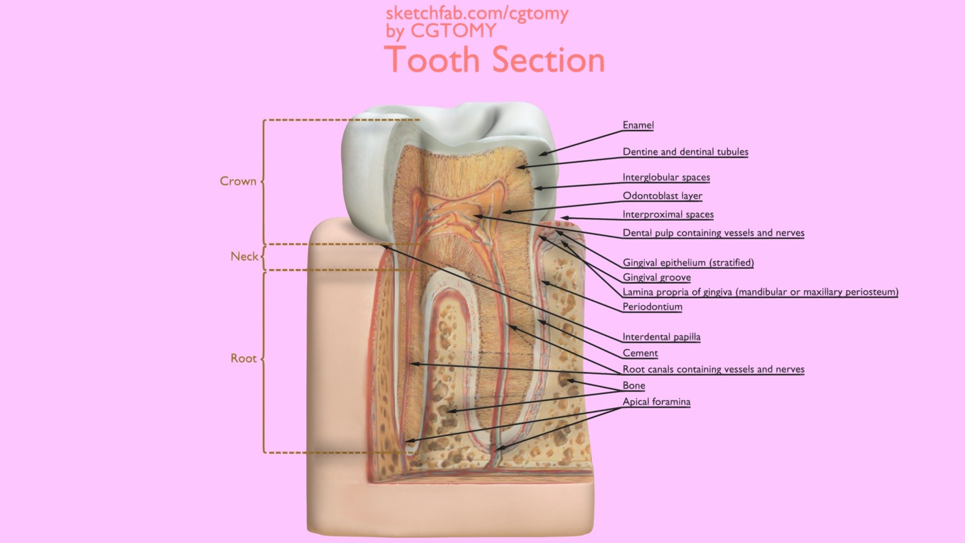 Tooth Section - Buy Royalty Free 3D model by CGTOMY [4fa664d ...