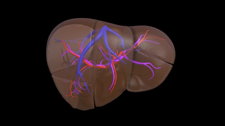 Liver Segments