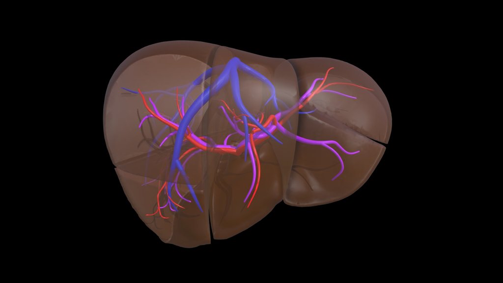 Liver Segments