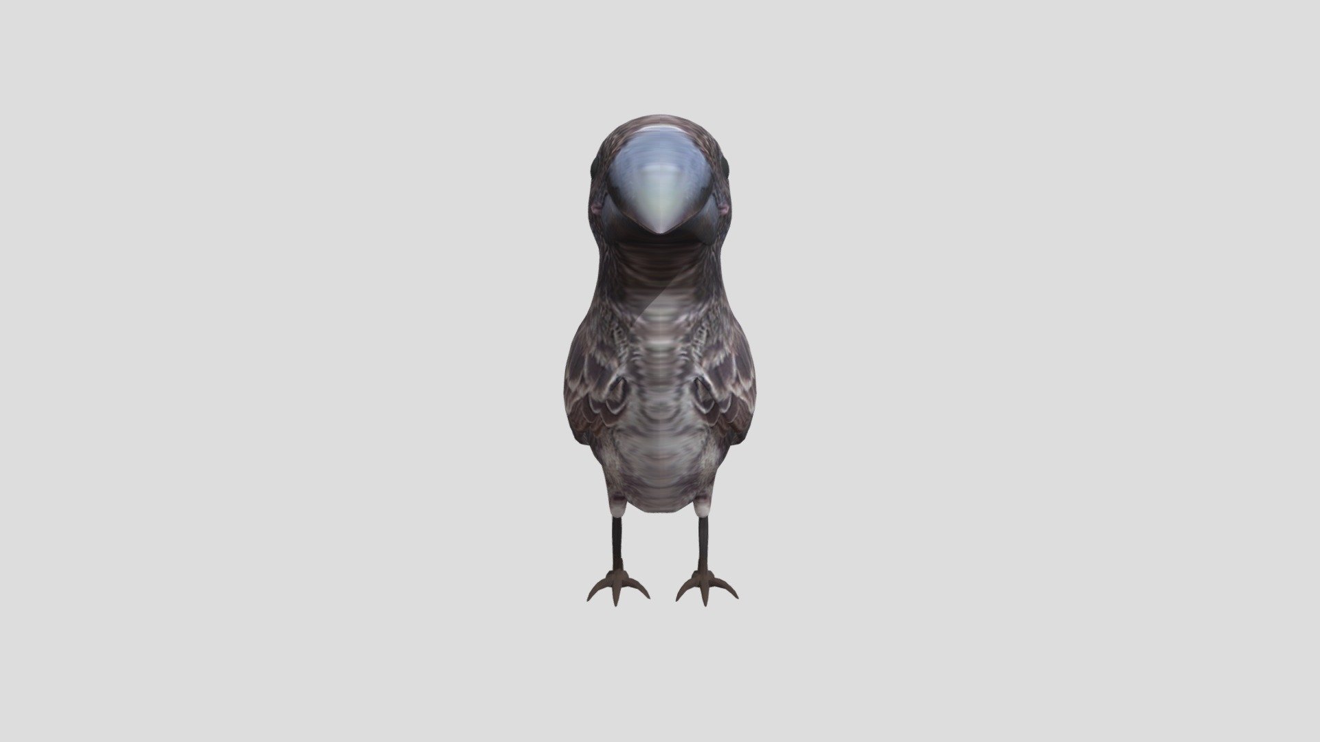 Pajaro1