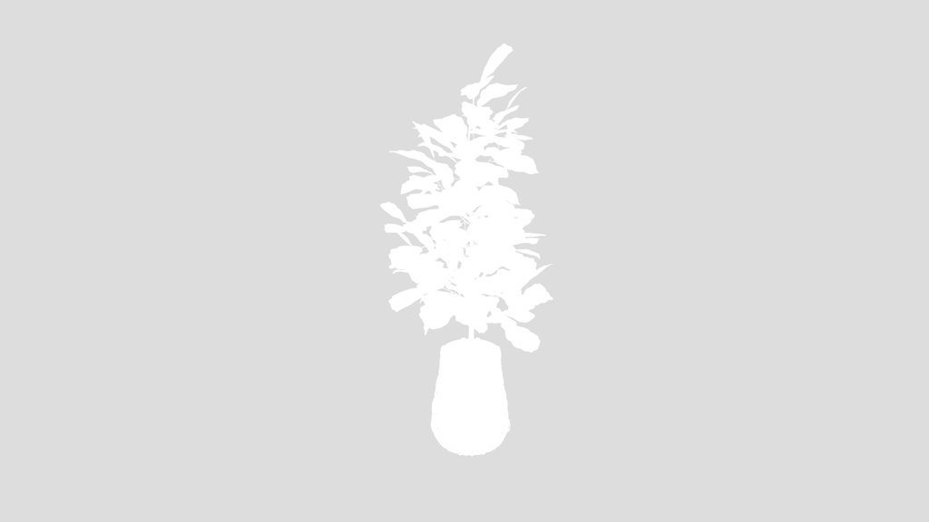 Fiddle Leaf Plant