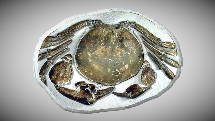Tumidocarcinus giganteus Fossil – Kostenloses 3D-Modell STL