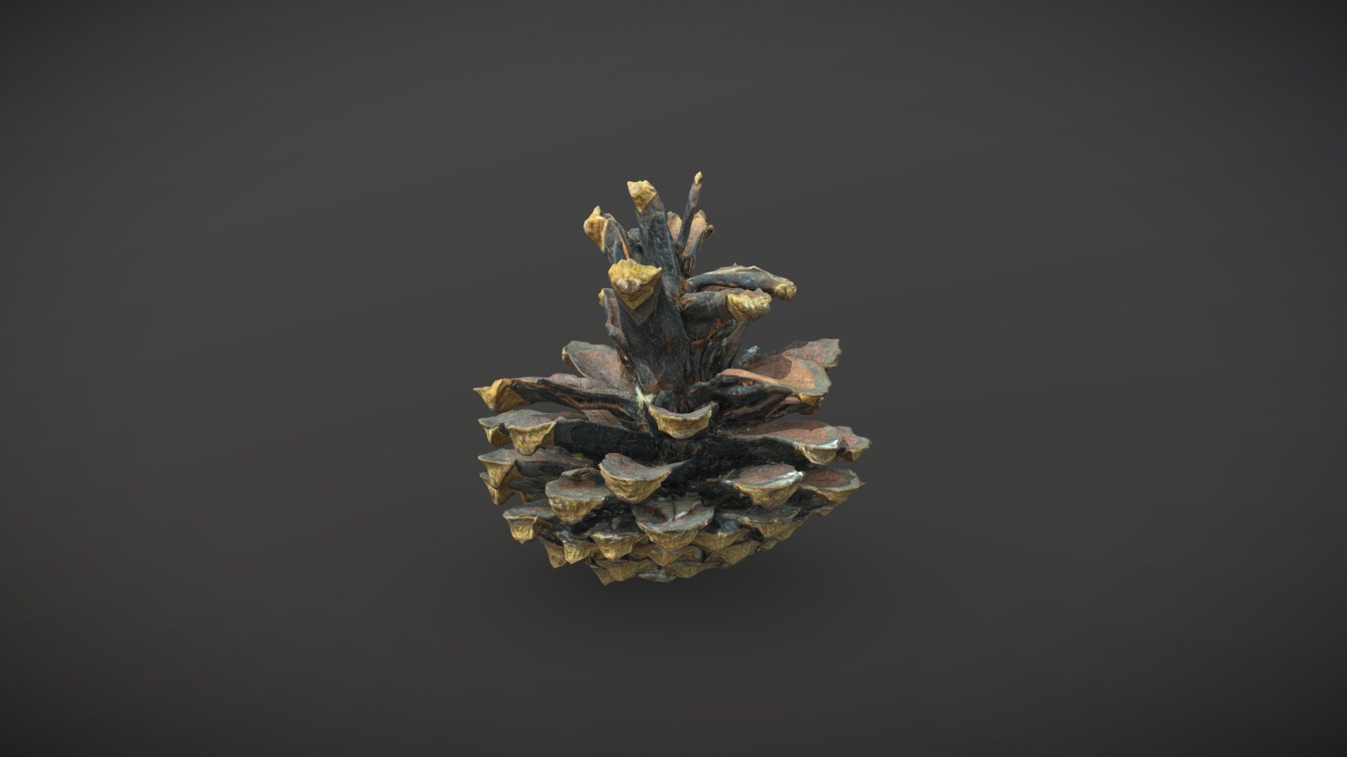 Dry Pinecones Collection (25 pieces) - #1 — Sketchfab embed 3D viewer
