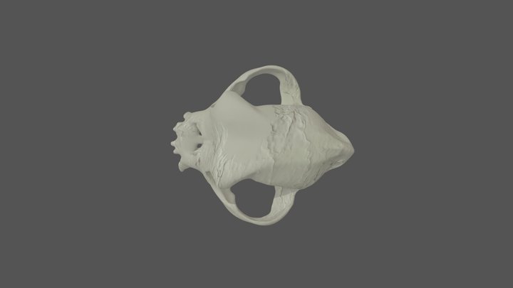 Bulldog Skull - Grade 3 Brachycephalic Skull 3D Model