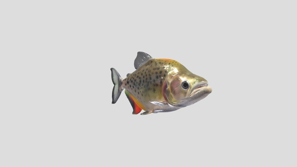 Serrasalmus Compressus