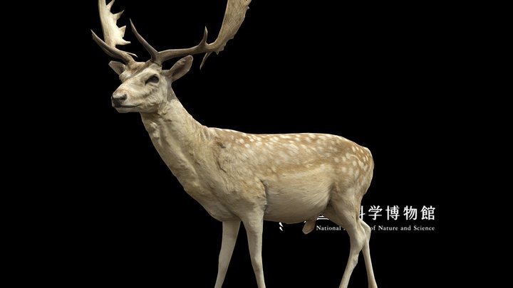 NSMT-M_32070_Fallow_Deer_(Taxidemy) 3D Model