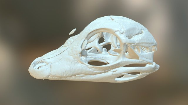 Alligator - hatchling skull – Modello 3D gratuito STL
