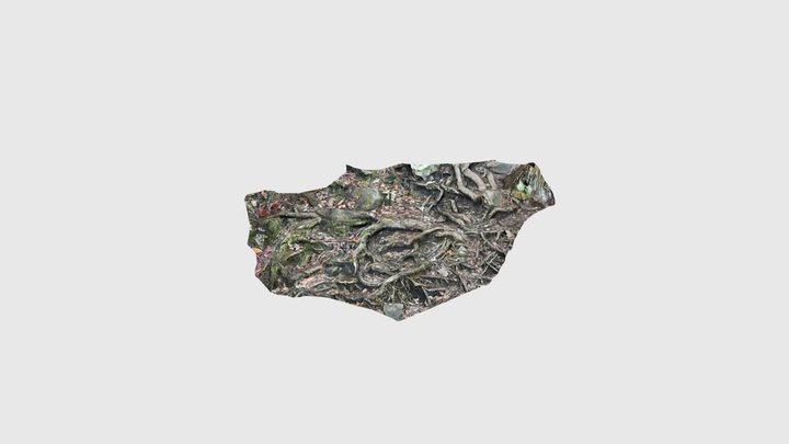 Tree roots 3D Model