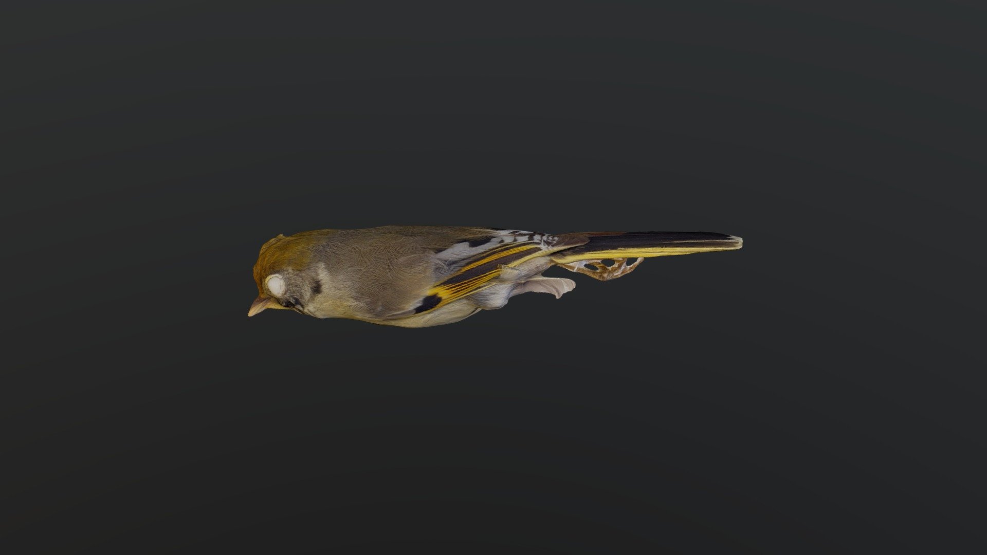 Chestnut-tailed Minla - Actinodura strigula
