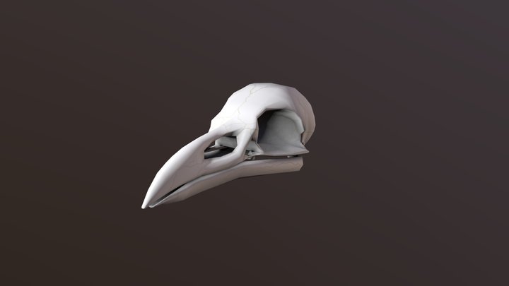 Raven Skull 3D Model