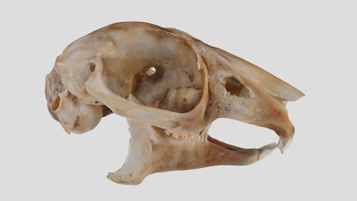 UWYMV:Mamm:3016, Lepus americanus, Skull – Free 3D Model STL